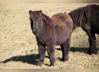 Poneys Shetland, Étalon, 1 Année, 100 cm, Noir