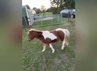 Poneys Shetland, Étalon, 1 Année, 100 cm, Pinto