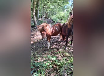 Poneys Shetland, Étalon, 1 Année, 100 cm, Pinto