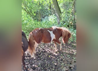 Poneys Shetland, Étalon, 1 Année, 100 cm, Pinto