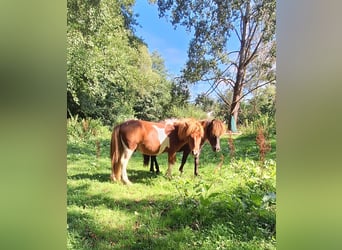 Poneys Shetland, Étalon, 1 Année, 100 cm, Pinto