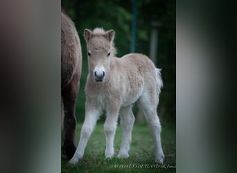 Poneys Shetland, Étalon, 1 Année, 102 cm, Alezan