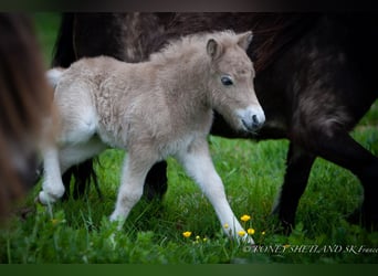 Poneys Shetland, Étalon, 1 Année, 102 cm, Alezan