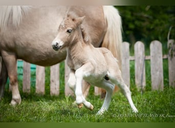 Poneys Shetland, Étalon, 1 Année, 102 cm, Alezan