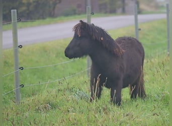 Poneys Shetland, Étalon, 1 Année, 102 cm, Noir