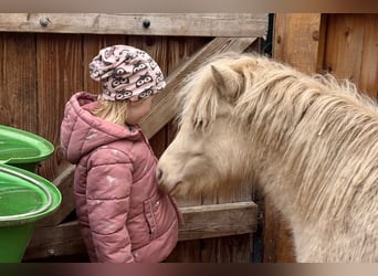 Poneys Shetland, Étalon, 1 Année, 102 cm, Perlino