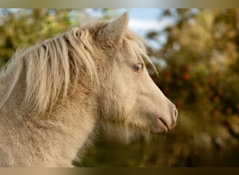 Poneys Shetland, Étalon, 1 Année, 102 cm, Perlino