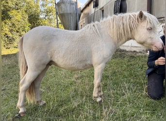 Poneys Shetland, Étalon, 1 Année, 102 cm, Perlino