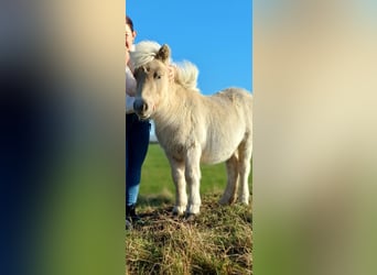 Poneys Shetland, Étalon, 1 Année, 104 cm, Champagne