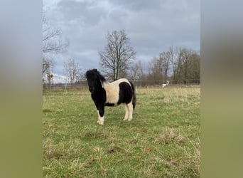 Poneys Shetland, Étalon, 1 Année, 105 cm, Pinto