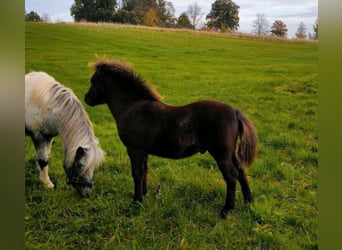 Poneys Shetland, Étalon, 1 Année, 108 cm, Noir