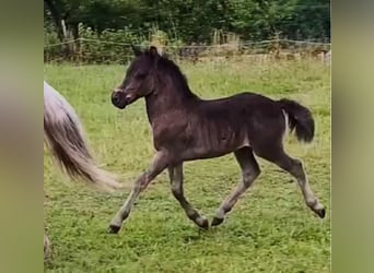 Poneys Shetland, Étalon, 1 Année, 108 cm, Noir