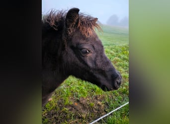 Poneys Shetland, Étalon, 1 Année, 108 cm, Noir