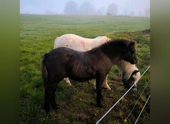 Poneys Shetland, Étalon, 1 Année, 108 cm, Noir