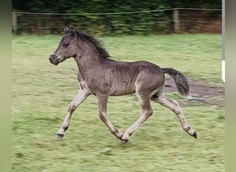 Poneys Shetland, Étalon, 1 Année, 108 cm, Noir