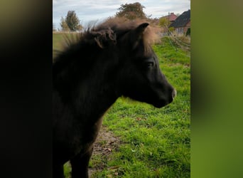 Poneys Shetland, Étalon, 1 Année, 108 cm, Noir