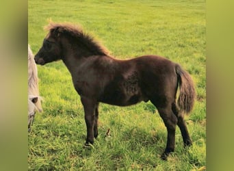 Poneys Shetland, Étalon, 1 Année, 108 cm, Noir