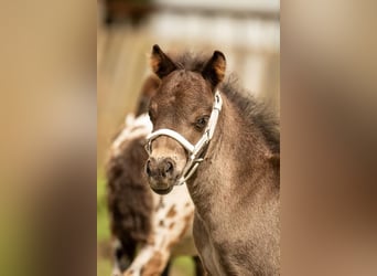 Poneys Shetland, Étalon, 1 Année, 108 cm, Noir