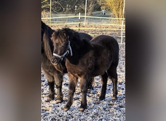 Poneys Shetland, Étalon, 1 Année, 108 cm, Noir