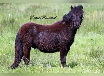 Poneys Shetland, Étalon, 1 Année, 110 cm, Noir