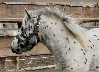 Poneys Shetland, Étalon, 1 Année, 113 cm, Léopard