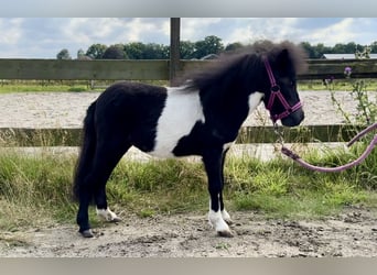 Poneys Shetland, Étalon, 1 Année, 65 cm, Pinto