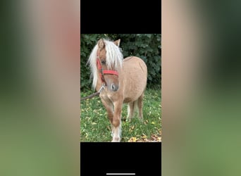 Poneys Shetland, Étalon, 1 Année, 84 cm, Alezan