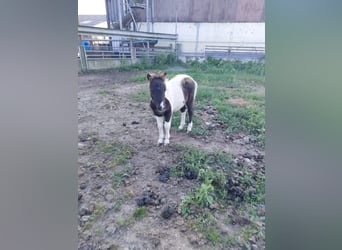 Poneys Shetland, Étalon, 1 Année, 90 cm