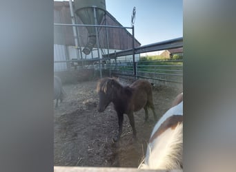 Poneys Shetland, Étalon, 1 Année, 90 cm