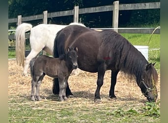 Poneys Shetland, Étalon, 1 Année, 90 cm, Noir