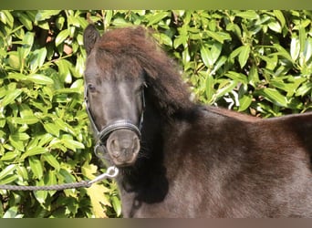 Poneys Shetland, Étalon, 1 Année, 95 cm, Noir