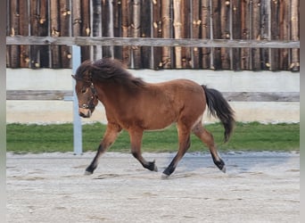 Poneys Shetland, Étalon, 1 Année, Bai