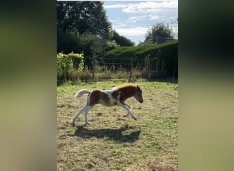 Poneys Shetland, Étalon, 1 Année