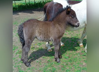 Poneys Shetland, Étalon, 1 Année, Noir