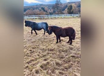 Poneys Shetland, Étalon, 1 Année, Noir