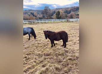 Poneys Shetland, Étalon, 1 Année, Noir