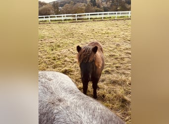 Poneys Shetland, Étalon, 1 Année, Noir