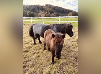 Poneys Shetland, Étalon, 1 Année, Noir