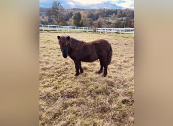 Poneys Shetland, Étalon, 1 Année, Noir