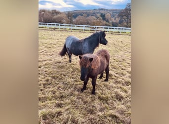 Poneys Shetland, Étalon, 1 Année, Noir