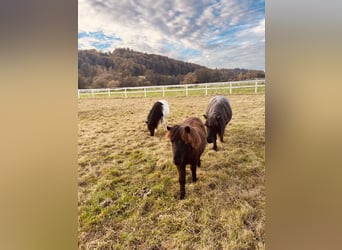 Poneys Shetland, Étalon, 1 Année, Noir