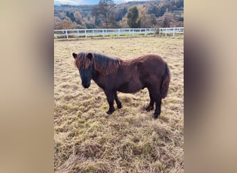 Poneys Shetland, Étalon, 1 Année, Noir