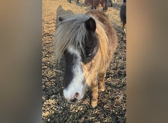 Poneys Shetland Croisé, Étalon, 1 Année, Pinto