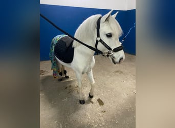 Poneys Shetland, Étalon, 20 Ans, 110 cm, Pinto