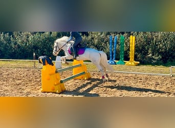 Poneys Shetland, Étalon, 20 Ans, 110 cm, Pinto