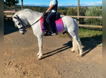 Poneys Shetland, Étalon, 20 Ans, 110 cm, Pinto