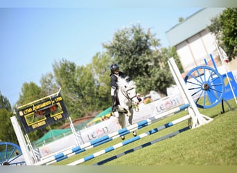 Poneys Shetland, Étalon, 20 Ans, 110 cm, Pinto