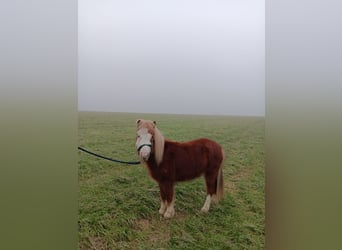 Poneys Shetland, Étalon, 2 Ans, 100 cm, Alezan