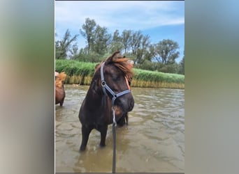 Poneys Shetland, Étalon, 2 Ans, 100 cm, Bai brun foncé