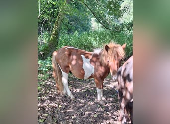 Poneys Shetland, Étalon, 2 Ans, 100 cm, Pinto